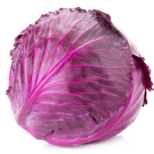 2021 New Harvest Natural Fresh Cabbage Export Chinese Purple Cabbage